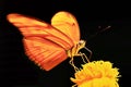 Macro photography of orange butterfly yellow flower black background Royalty Free Stock Photo