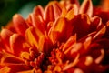 Macro photography - orange flower Royalty Free Stock Photo