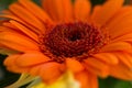 Orange gerber daisy closeup Royalty Free Stock Photo