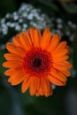 Orange gerber daisy closeup Royalty Free Stock Photo