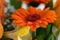 Orange gerber daisy closeup Royalty Free Stock Photo