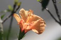 An Orange Hibiscus Flower In The Nature Royalty Free Stock Photo