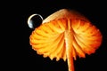 Macro photography orange mushroom water drop black background Royalty Free Stock Photo