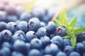 macro photography of organically grown, fresh blueberries