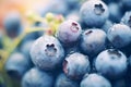 macro photography of organically grown, fresh blueberries