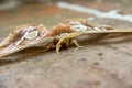 Orizaba silkmoth on the floor.