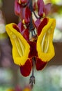 macro photography of a pair of fresh silk slipper flowers under blurred background.