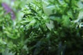 Macro photography of parsley leaf greens, seasoning for dishes with a specific taste