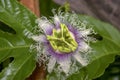 Macro photography of a passion fruit flower Royalty Free Stock Photo