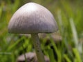 Macro photography of petticoat mottlegill mushrooms 2