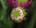 Macro Photography of Pink Dahlia Flower with Lime Green Center