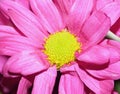 Macro Photography of Pink Dahlia Flower with Lime Green Center