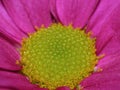 Macro Photography of Pink Dahlia Flower with Lime Green Center