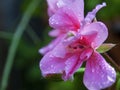 Macro photography of a pink geranium flower with rain drops on it