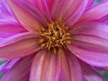 Macro-photography of a pink and violet dahlia flower Royalty Free Stock Photo