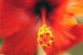 The macro of pistil of red hibiscus flower . Royalty Free Stock Photo