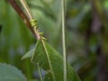 Macro photography of a plant curling tendrils around a leaf Royalty Free Stock Photo