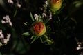 Macro photography of a Plant made with colored flower buds