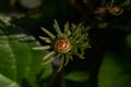 Macro photography of a Plant made with colored flower buds