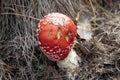 Macro photography of a poisonous fungus called Amanita Parcivolvata with pine needles Royalty Free Stock Photo