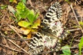 Macro photography of a polixena butterfly resting on a flower Royalty Free Stock Photo