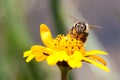 Macro photography of pollinator honey bee drinking nectar from yellow wild flower Royalty Free Stock Photo