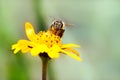 Macro photography of pollinator honey bee drinking nectar from yellow wild flower with proboscis extending into the flower Royalty Free Stock Photo