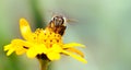 Macro photography of pollinator honey bee drinking nectar from yellow wild flower with proboscis extending into the flower Royalty Free Stock Photo