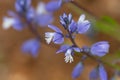 Macro photography of a Polygala calcarea Royalty Free Stock Photo