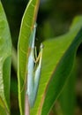 Macro Photo of Praying Mantis Mating on Back of Green Leaf