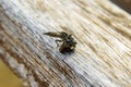 Macro photography of the process as a predatory insect Hornet robberfly caught a bee