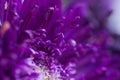 Macro Photography Of Purple Aster Flower Petals