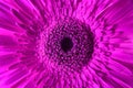 Macro photography of purple gerbera flower, nature pattern close-up Royalty Free Stock Photo