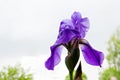 Macro photography purple iris, purple iris background, irises