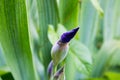 Macro photography purple iris, purple iris background, irises