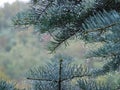 Autumn cold day, silver pine and rain