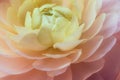 Macro Photography of a Ranunculus Flower in Bloom during Spring - Colorful Flower Petals Background