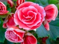 Macro photography of red begonia flowers