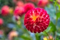 Macro photography of red Dahlia Cornel Brons flower in botanic garden, Dublin, Ireland Royalty Free Stock Photo