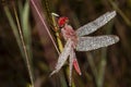 Red dragonfly macro Royalty Free Stock Photo