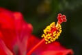 Macro photography of red hibiscus. flower. Royalty Free Stock Photo