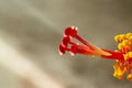 Macro photography of red hibiscus. flower. Royalty Free Stock Photo