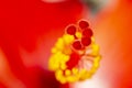 Macro photography of red hibiscus. flower. Royalty Free Stock Photo