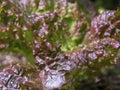 Macro photography of red looseleaf lettuce leaves