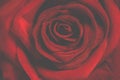 Fotografia da rosa rossa 