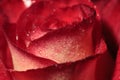 Macro photography of red rose bud petals with dew drops close up Royalty Free Stock Photo