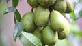 macro photography on resinosis disease on caja manga dew leaf in nature on blurred background