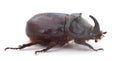 Rhinoceros beetle isolated on white Royalty Free Stock Photo