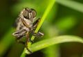 Fotografia da ladro seduto sul verde una lettera 