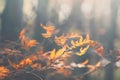 Macro photography of rowan branch in an autumn forest